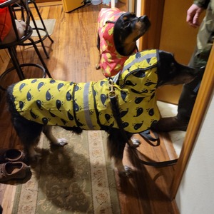 Fundraising Page: Anna Whalen